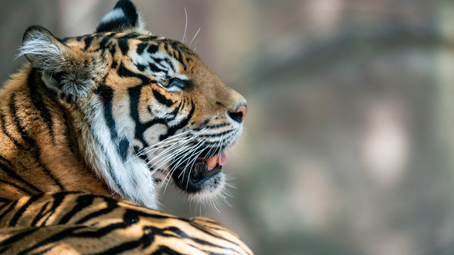 Sumatran tiger with back to camera profile