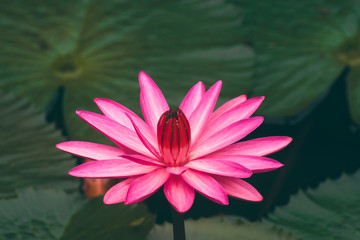 Close up of deep pink waterlily flower with leaves.