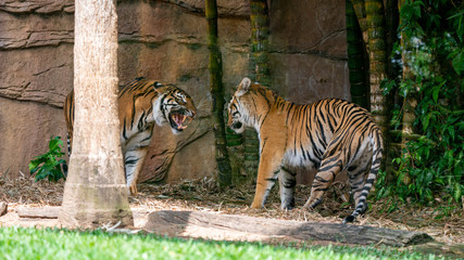Two Sumatran tigers facing off with one very vicious face