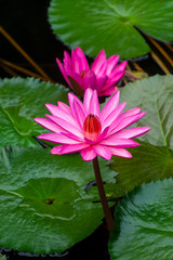 Close up of deep pink waterlily flower with leaves.