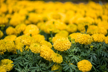 Marigold flower garden