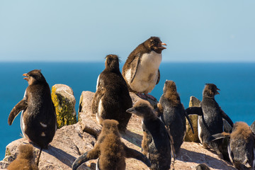 Rock-hopper penguin colony on Falkland Islands near Stanley