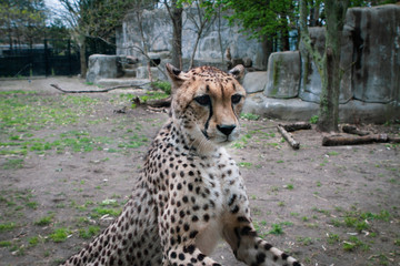 Cheetah looking through the glass