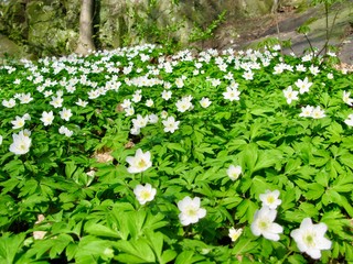 Field of wood anemone flowers