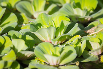 Green floating water plants in bulk
