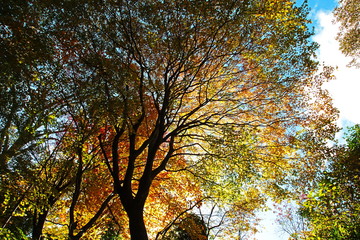 秋の山の渓谷の紅葉