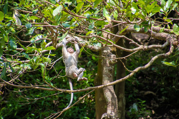 monkey swinging on branch of tree