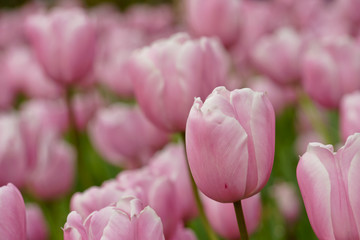 spring flowers wallpaper - Spring nature background for web banner and card design