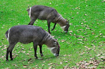 Waterbuck