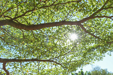 sun light through green leaf branchs of big tree