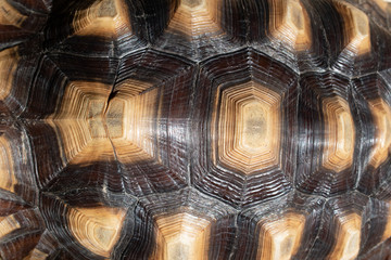 Naklejka premium pattern of hard tortoiseshell, closeup image of turtle animal