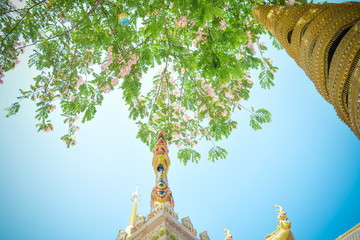 Gold color roof and Plenty Cassia bakeriana Craib flower in .Wat Maha Wanaram temple Ubon Ratchathani Thailand.