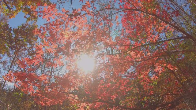 美しく紅葉した木と青空