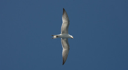 Seagull from below