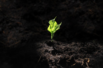 young plant in soil