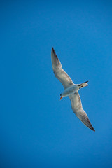 Seagull Wing Span