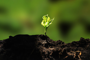 young plant in soil