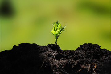 young plant in soil