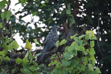 asian koel bird sitting on tree