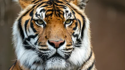 Zelfklevend Fotobehang Sumatran tiger head shot looking just off camera © Steve Munro