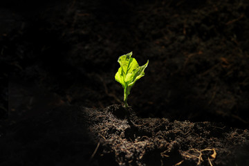 young plant in soil