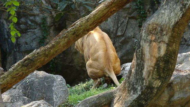 Big male lion defecating in Chiangmai Thailand