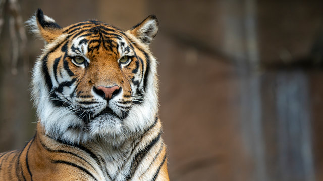 Sumatran tiger head shot looking off camera right