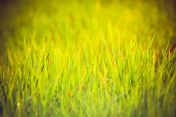 Grass on the field with sunlight.