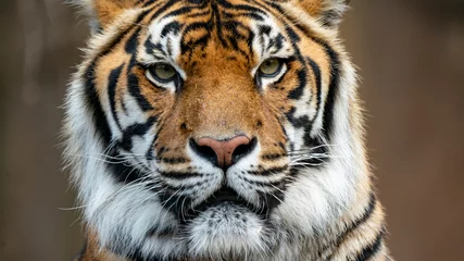 Fototapete Rund Sumatran tiger headshot very close up looking just off camera © Steve Munro