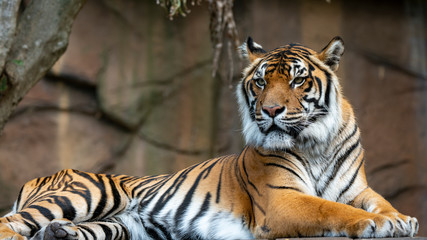 Sumatran tiger laying down and looking off frame full body shot