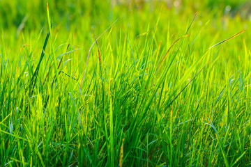 Grass on the field with sunlight.