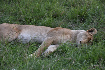 Lioness Sleeping in Grass, Full Shot, Masai Mara, Kenya