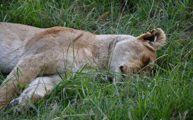 Lioness Sleeping in Tall Grass, Medium Close Up, Masai Mara, Kenya