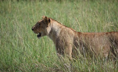 Lion Standing in Profile Facing Left, Masai Mara, Kenya