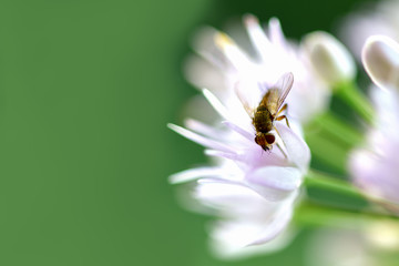 A small a fly sits on a white flower on a green background.  Macro photography