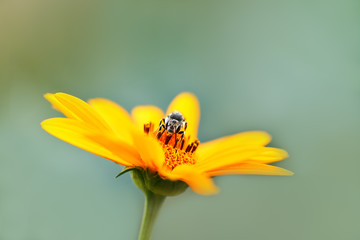 Bee. One black and white bee sits on an orange calendula flower and collects pollen. Macro horizontal photography