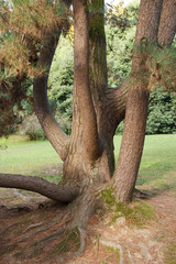 Close up of an old tree trunk in a Park on a summer day
