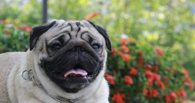 Happy dog pug breed smile with funny face on green grass in garden,Purebred pug dog healthy Concept