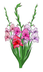 Large beautiful bouquet of branches of multicolored gladioli, vector isolated image on white background. To decorate your holiday design. 