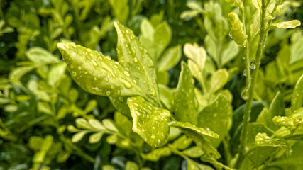 Wet leaves texture with water droplets.