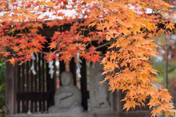 紅葉とお堂