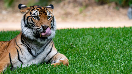 Sumatran tiger laying on grass licking face left of frame