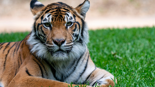 Sumatran tiger laying on grass headshot looking directly at camera