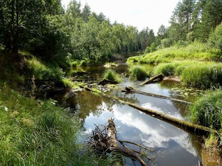 A small river among the reeds and dense forest