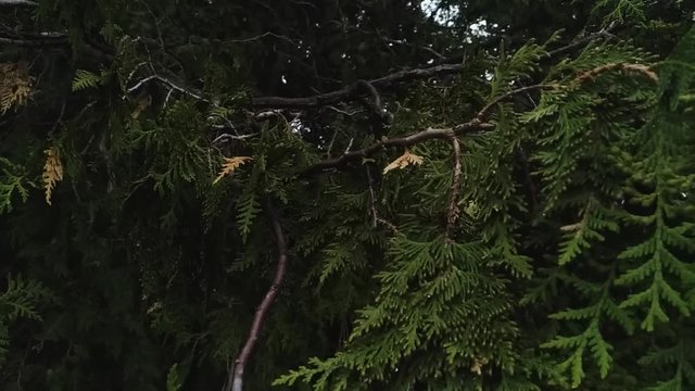 Close up shot showing the branches of a cedar tree.