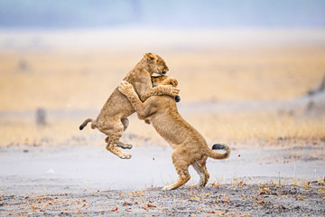 Playing lion cubs - obrazy, fototapety, plakaty