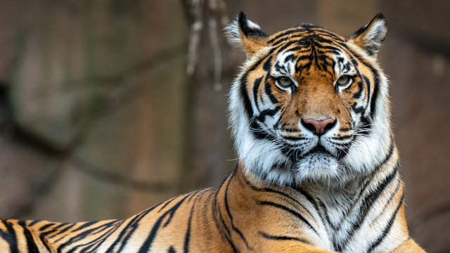 Sumatran tiger mid shot looking towards camera