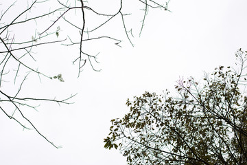 branch of tree with lush leaves and dry tree background