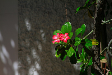 Adenium obesum desert rose close up
