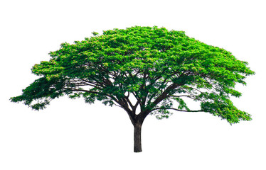 Tree isolated on white background.
